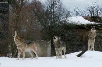 5 ноября опасные волки наведались в Пионерский и напали на собаку утащив добычу в лес