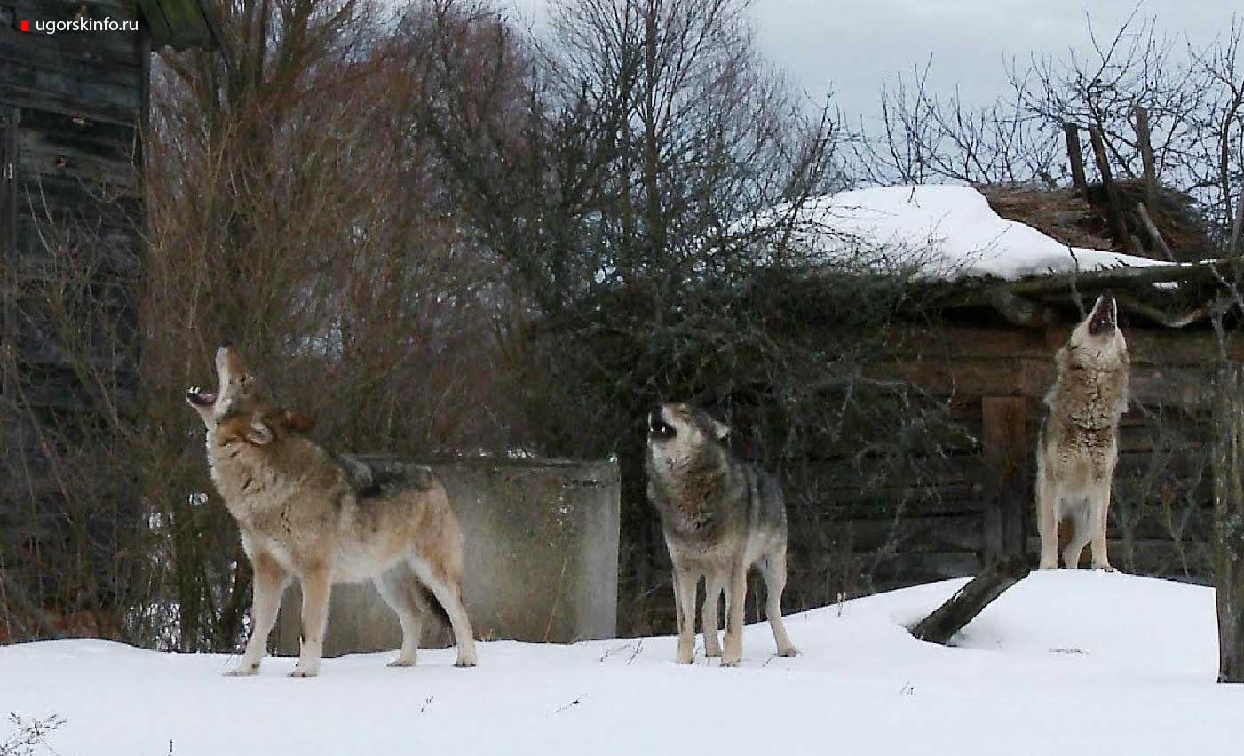 5 ноября опасные волки наведались в Пионерский и напали на собаку утащив добычу в лес 