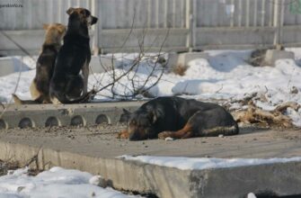 В Югре назвали ответственных за нападения бездомных собак на людей.