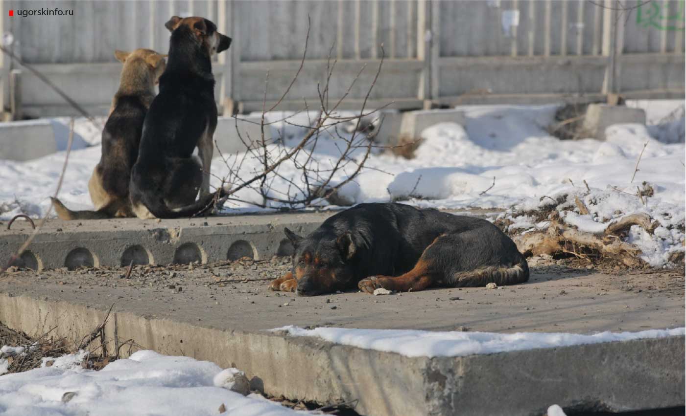 В Югре назвали ответственных за нападения бездомных собак на людей.