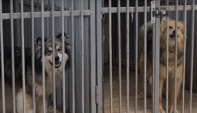 О работе по отлову безнадзорных собак в Югорске