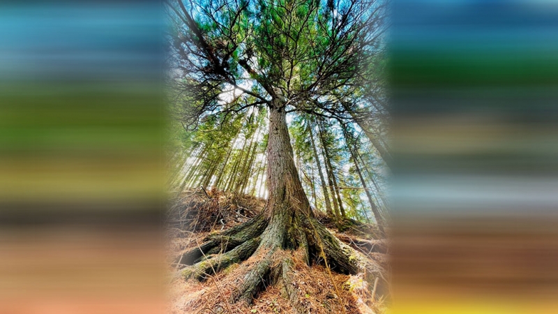 Сибирская кедровая сосна из Югры претендует на звание главного дерева страны