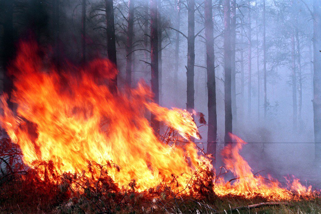 Пожарная безопасность в лесу в весенний период