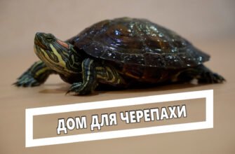 Дом для черепахи