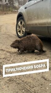 С бобром всё хорошо!