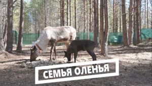 Семья оленья