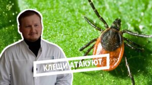 Клещи атакуют