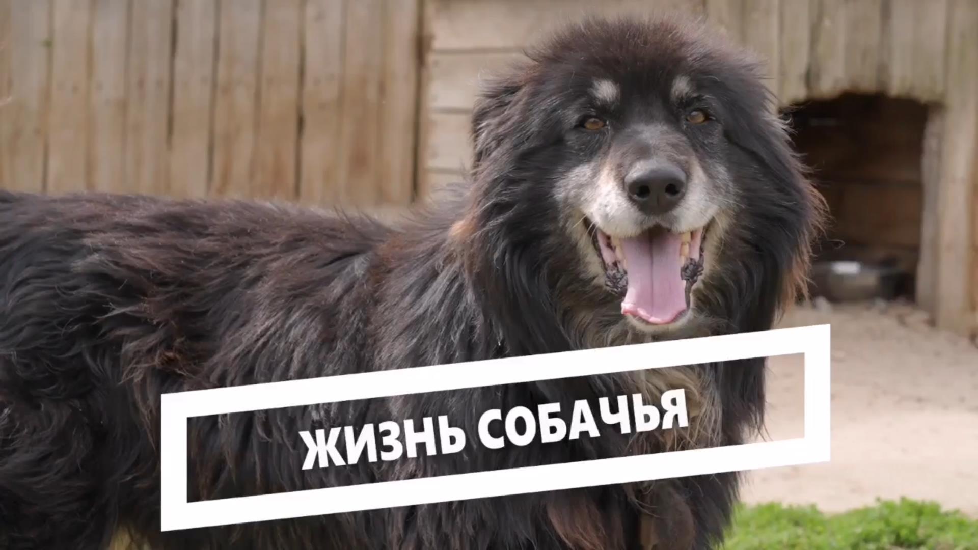 Жизнь собачья