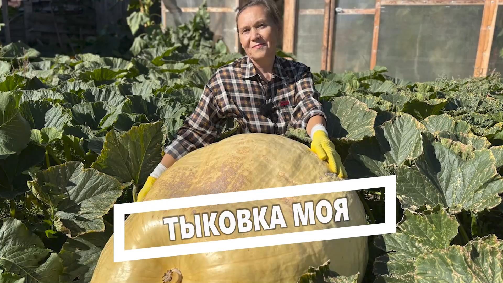 Тыковка моя