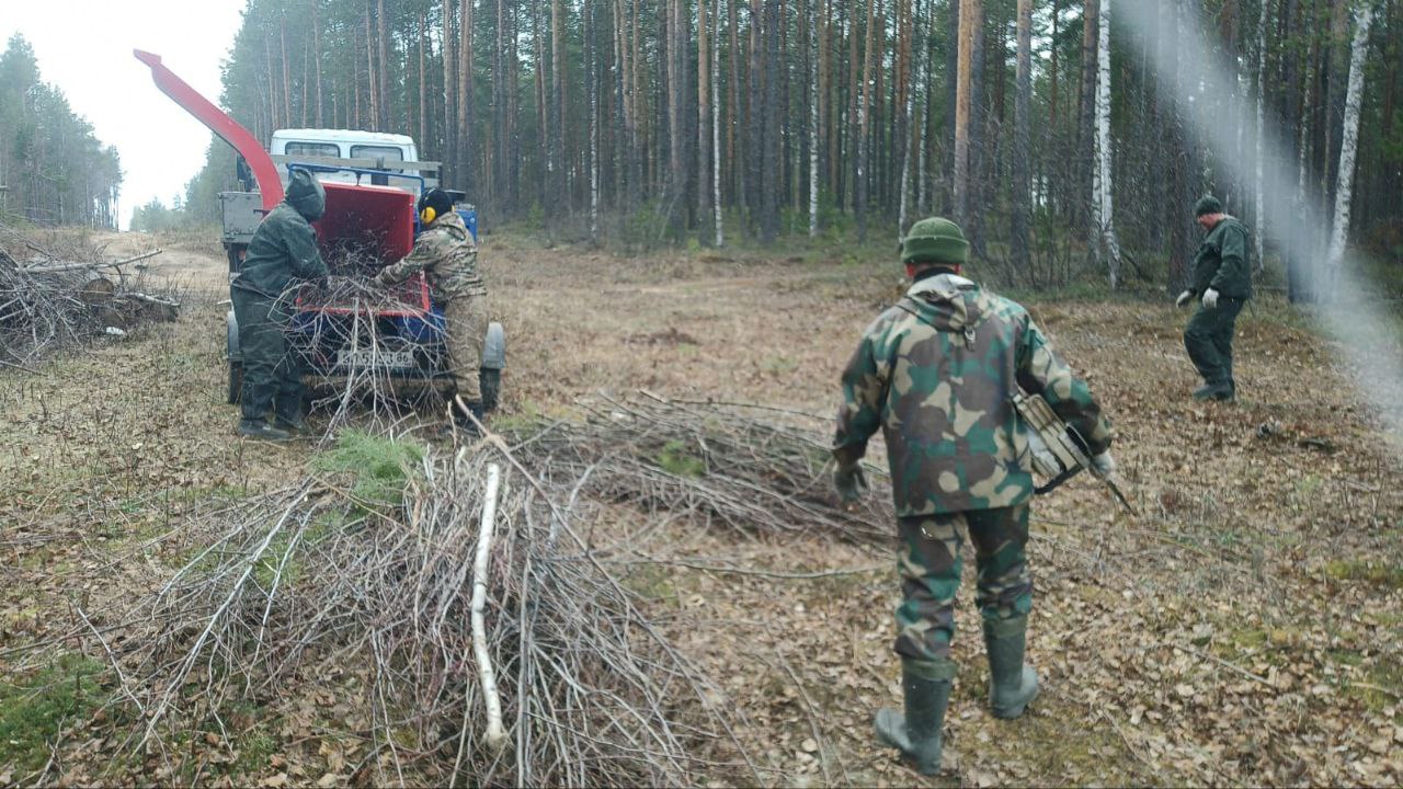 Рубка ухода позволяет убрать нежелательную поросль кустарников, затеняющую более ценные деревья.